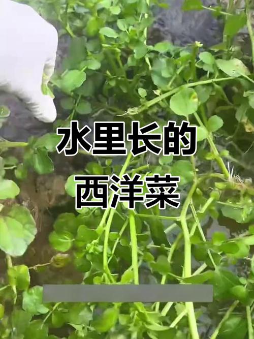 西洋菜為什麼叫西洋菜
