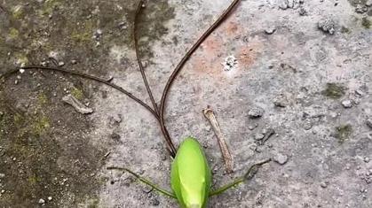 鐵線蟲跑出來螳螂還會活嗎