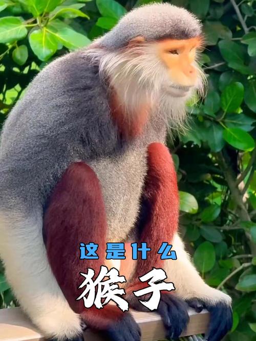 猴子有什麼特點