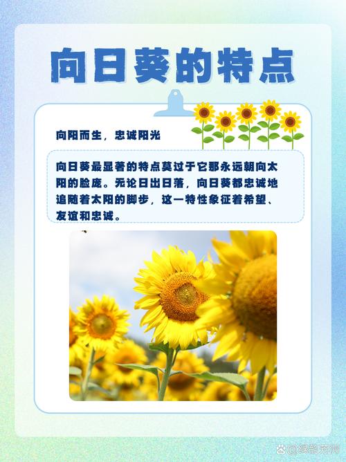 陽光用什麼形容