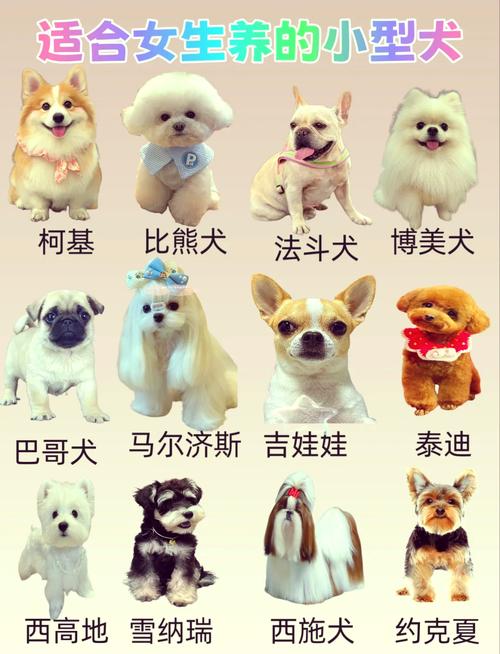 哪種小型犬最好養