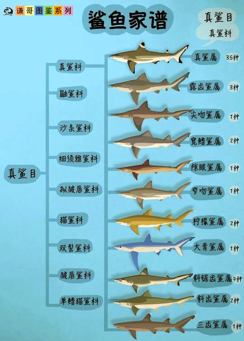 鯊魚有鱗片嗎