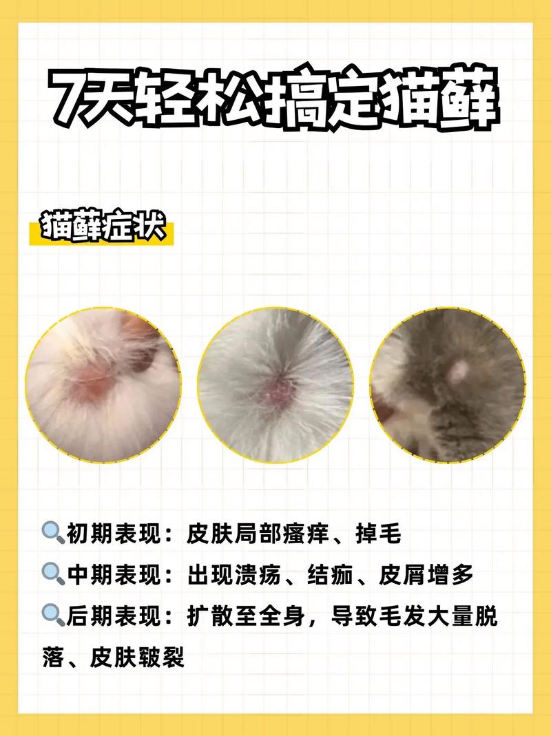 如何知道貓有貓癬