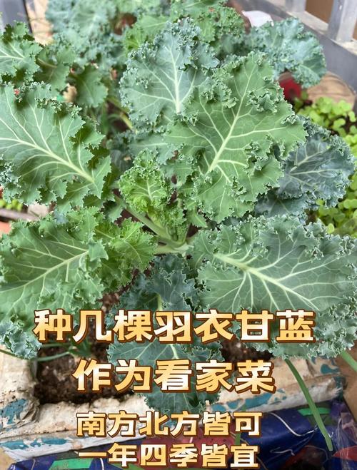 羽衣甘藍可以炒嗎