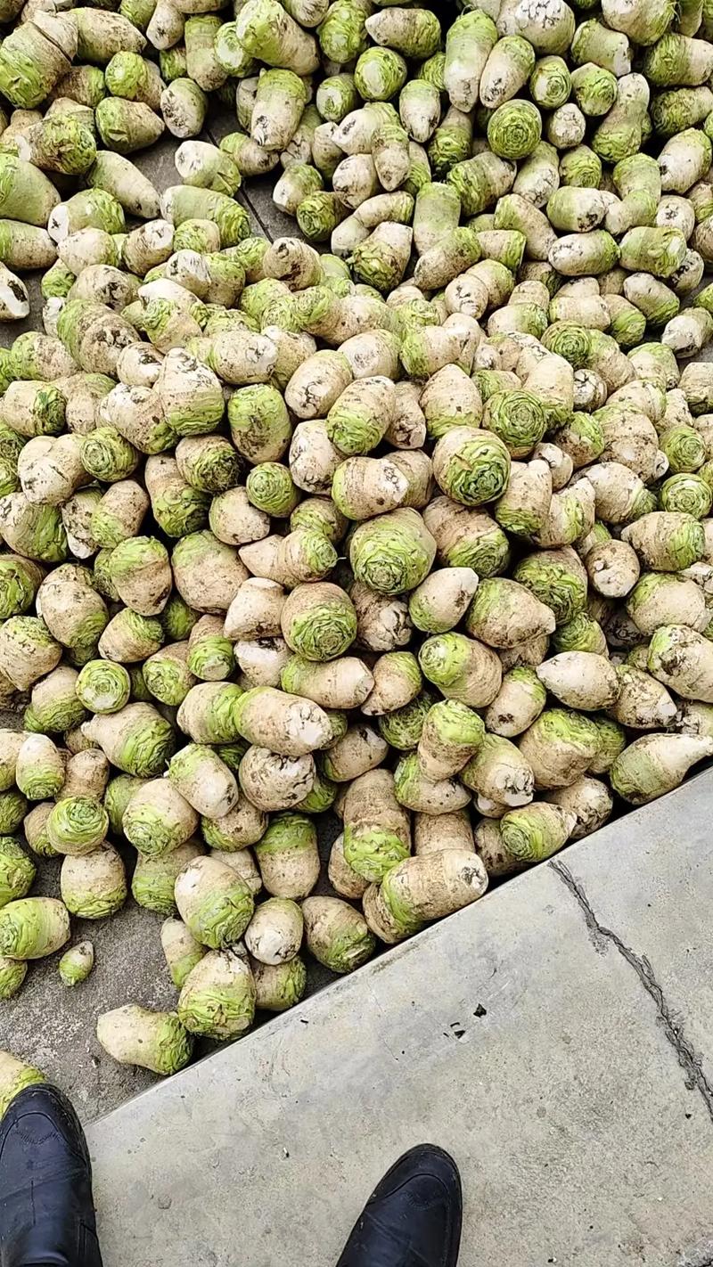大頭菜是蔬菜嗎?深入解析這種常見食材的真實身份與營養價值 1 大頭菜是蔬菜嗎