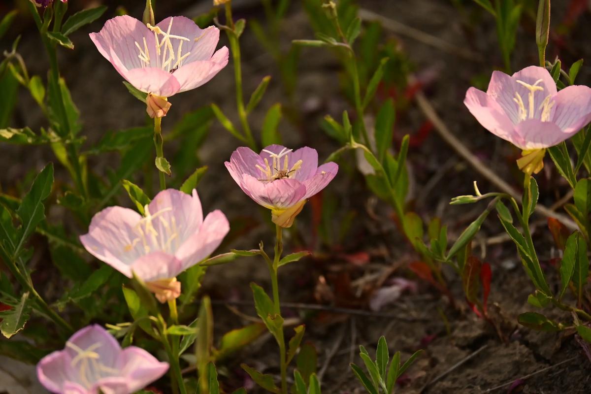 月見草油不能和什麼一起吃