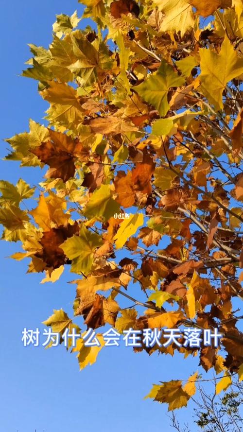 為什麼秋天會落葉