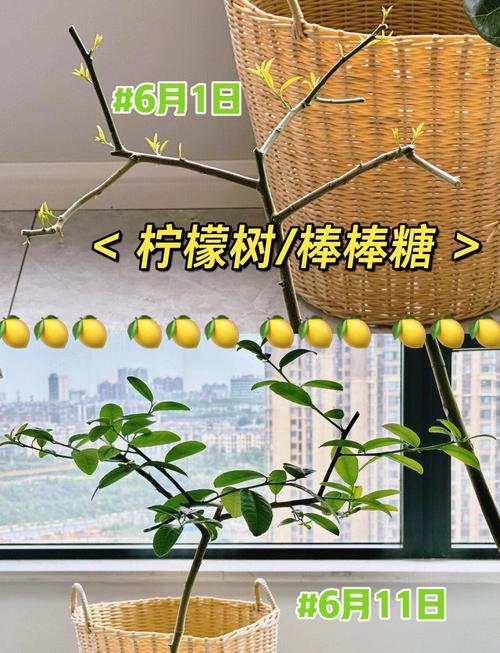 檸檬幾月修剪