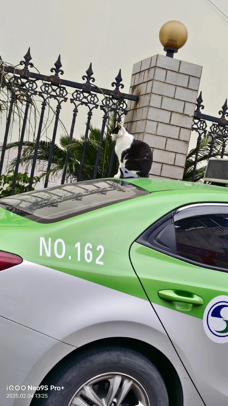 的士可以帶貓嗎?帶著貓咪搭乘計程車全攻略,讓旅途更輕鬆! 1 的士可以帶貓嗎