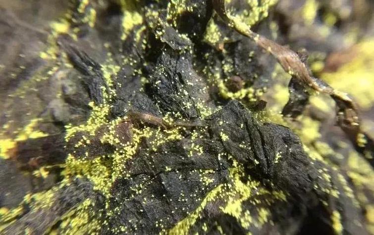 普洱茶是發霉嗎?揭開老茶表面的「白霜」與「霉斑」真相 3 普洱茶是發霉嗎