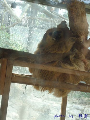 壽山動物園幾歲不用錢