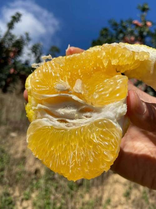 葡萄柚是什麼味道?解鎖那股清爽又帶點微苦的迷人滋味 1 葡萄柚是什麼味道