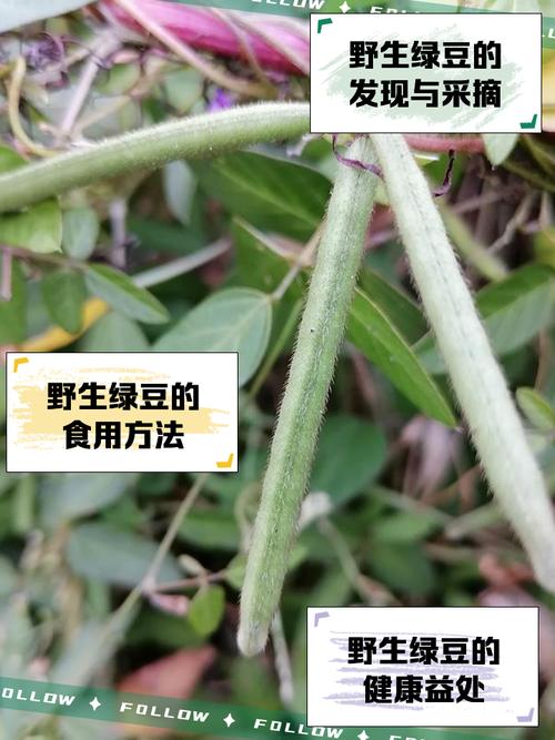 綠豆多久採收