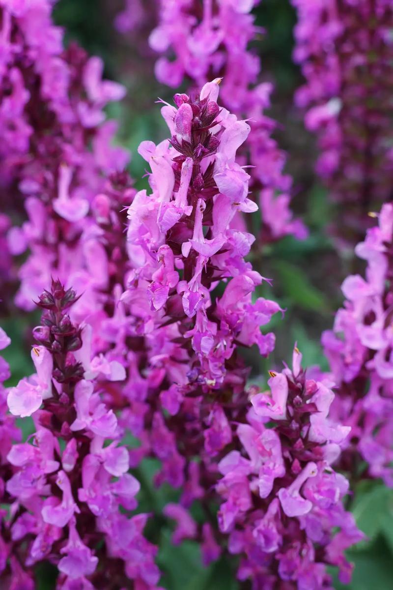 鼠尾草什麼顏色