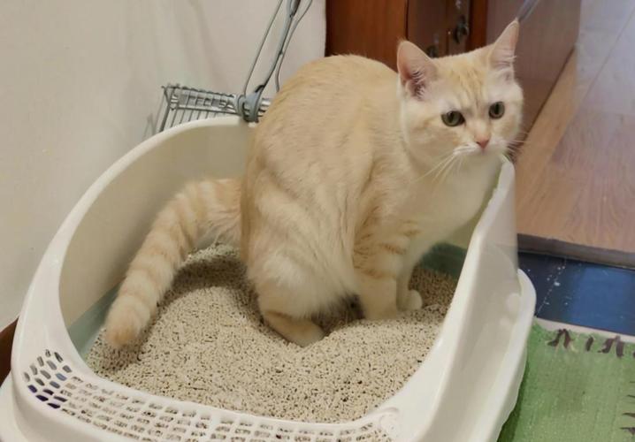 貓咪拉屎很臭