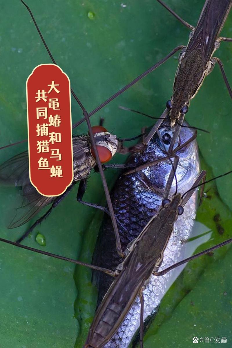 水黽會飛嗎