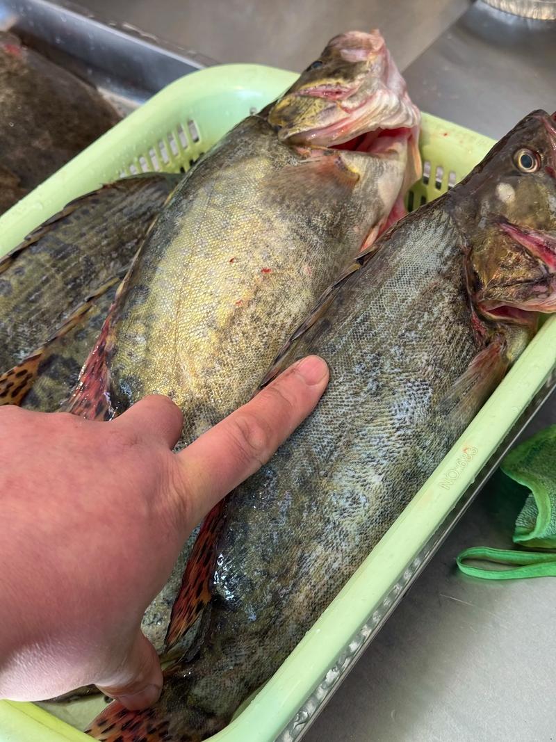 鮭魚要洗嗎?專業解析:美味與食安的關鍵清洗步驟 1 鮭魚要洗嗎