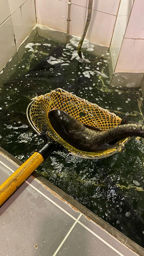 什麼是死魚正口