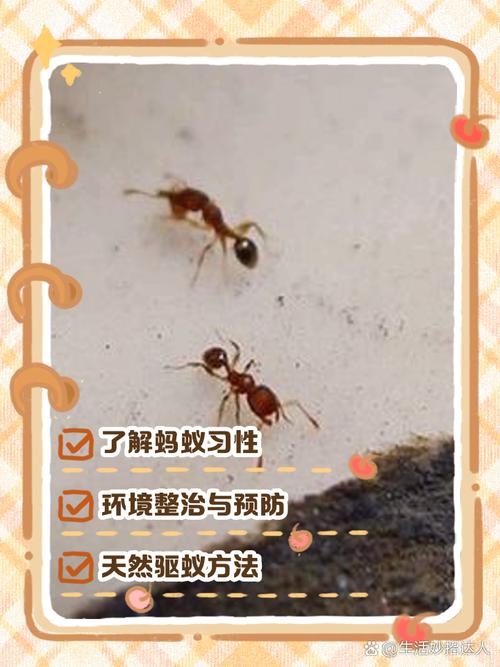 明明沒有食物為什麼有螞蟻