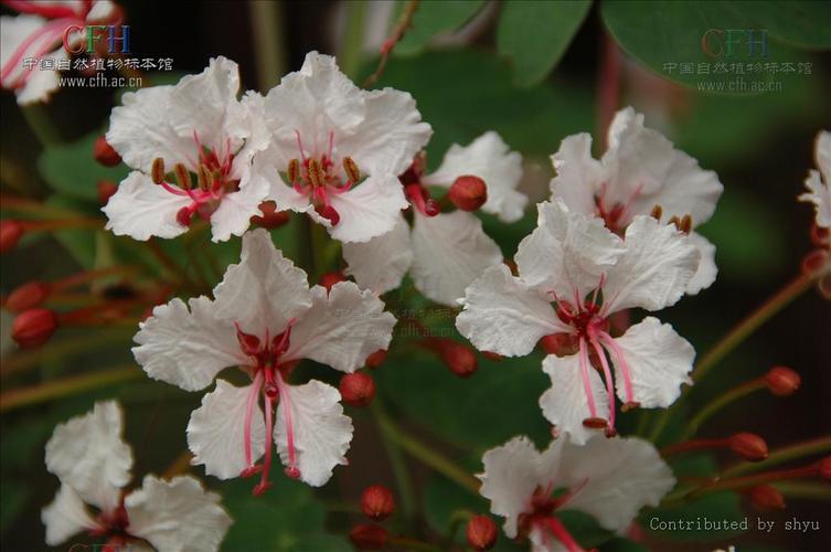 羊蹄甲怎麼傳播