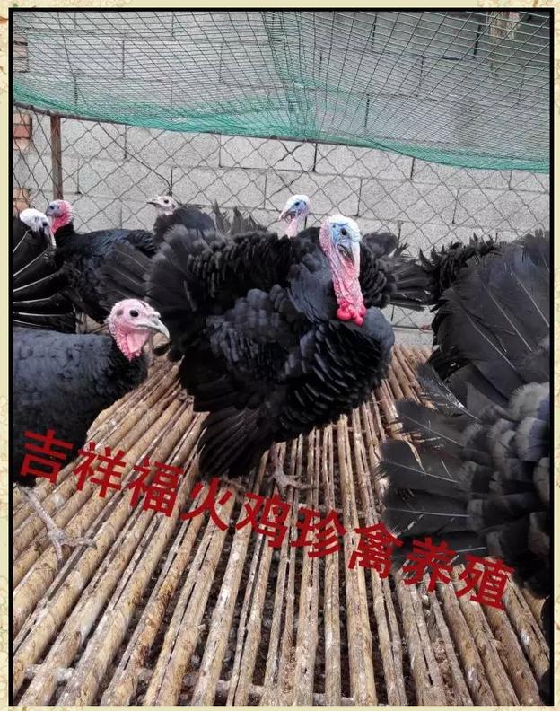 火雞如何飼養