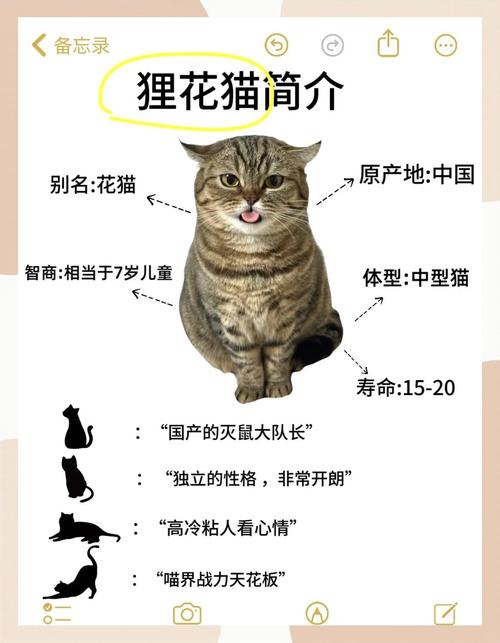 貓咪可以聞山茶花嗎?關於貓咪與山茶花的安全互動指南 1 貓咪可以聞山茶花嗎