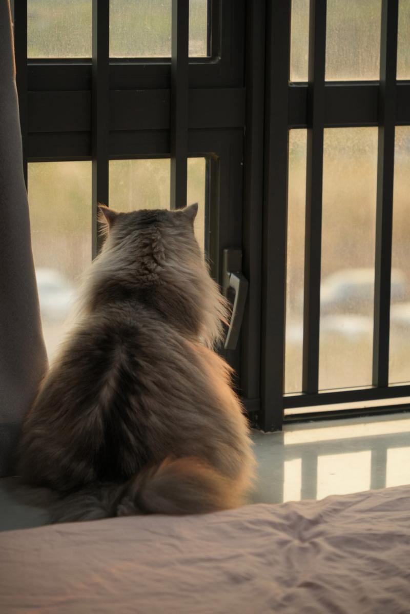 貓咪為什麼喜歡看窗戶