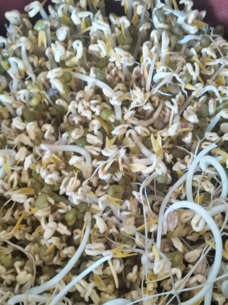 綠豆芽跟豆芽菜一樣嗎