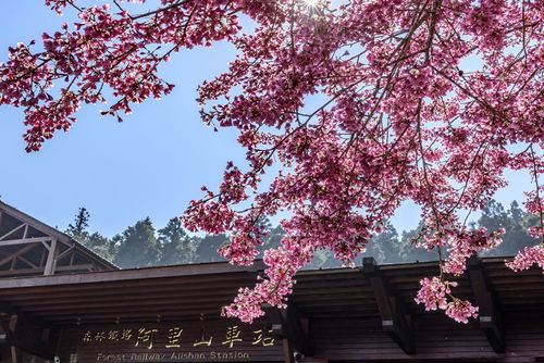 台灣哪裡櫻花最多