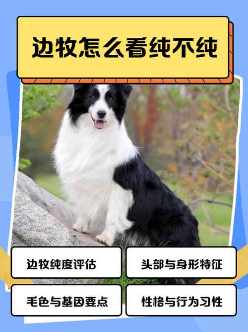 邊牧為什麼會趕羊?揭開牧羊犬天生的本能與訓練的奧秘 3 邊牧為什麼會趕羊