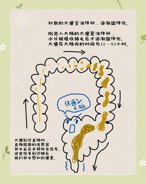 什麼姿勢消化最快?找對最速腸道黃金三角,告別脹氣與胃食道逆流 1 什麼姿勢消化最快