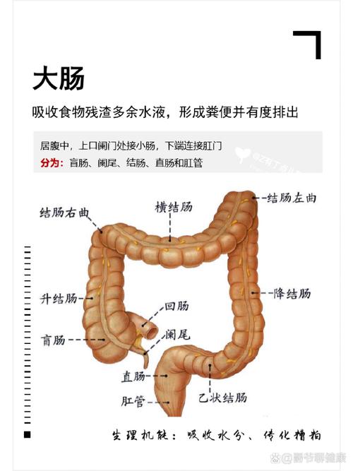 人的大腸幾公分?從長度到功能的深度解析 3 人的大腸幾公分