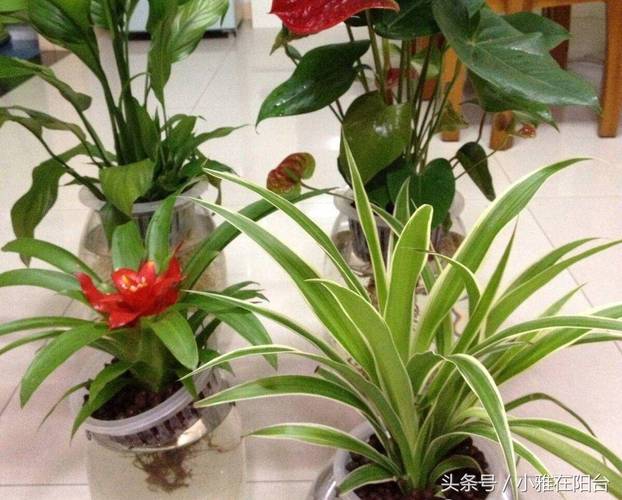 鳳梨花多久澆一次水