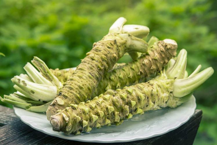 山葵跟芥末一樣嗎?揭開日式辛香料的真面目! 1 山葵跟芥末一樣嗎