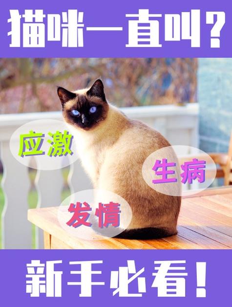 為什麼貓咪一直嗯嗯叫