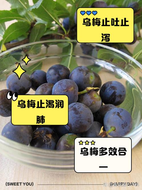 孕婦可以喝烏梅汁嗎