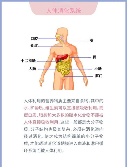 小腸分解哪三大類養分?解鎖你的消化奧秘,一次看懂碳水、蛋白質、脂肪的終極分解! 3 小腸分解哪三大類養分