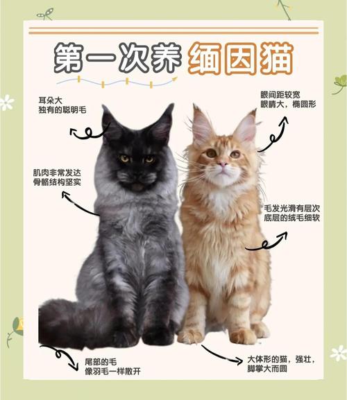 緬因貓幾耐沖一次涼