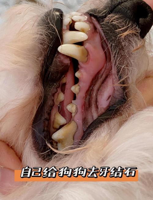老狗適合洗牙嗎