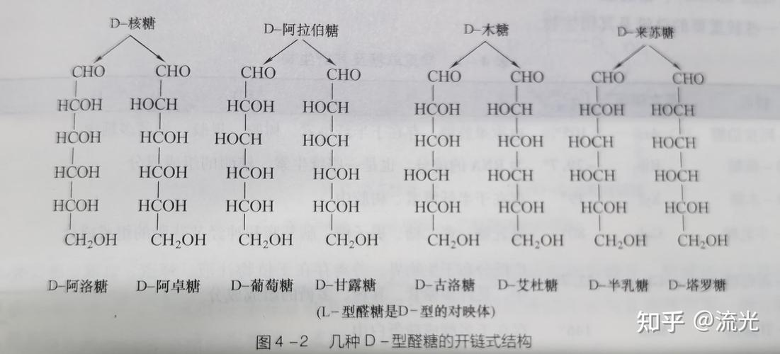 葡萄糖在哪分解
