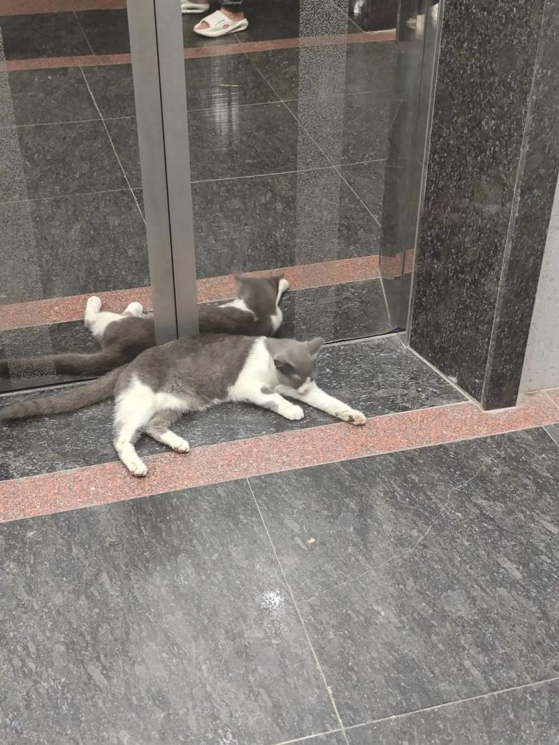 為什麼貓咪喜歡尾隨人進廁所