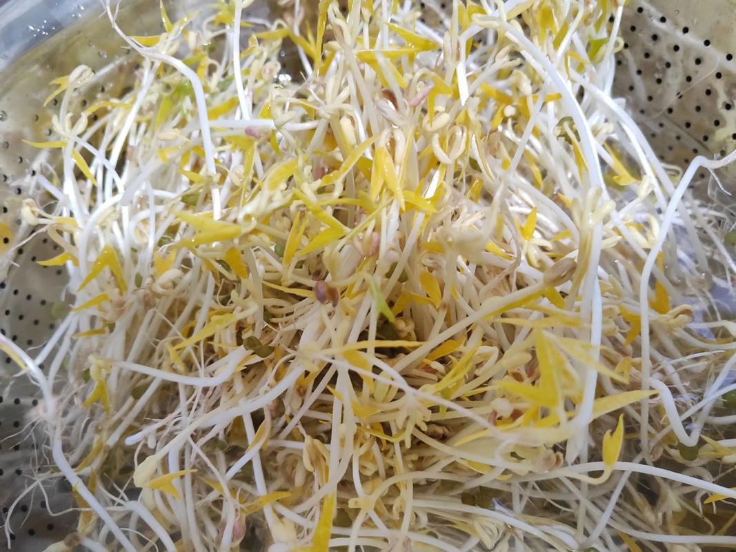 豆芽菜能冷凍嗎?完整解析冷凍保存的技巧與注意事項 1 豆芽菜能冷凍嗎
