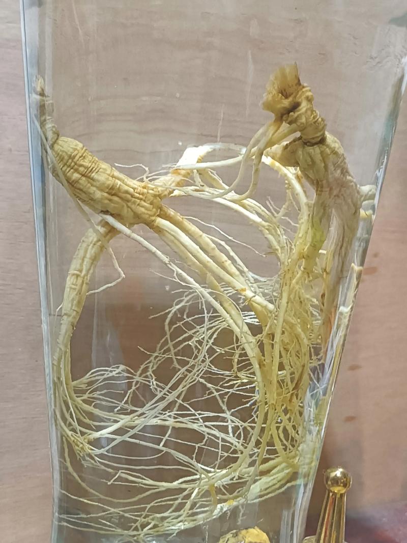 白蘿蔔是什麼根