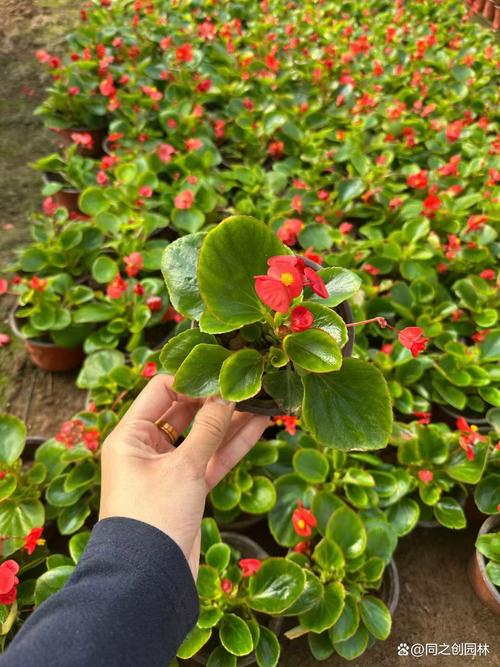 秋海棠可以吃嗎