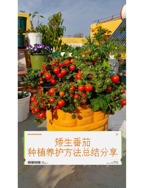 番茄怎麼種才會甜
