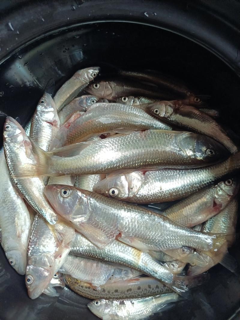 馬口魚吃什麼