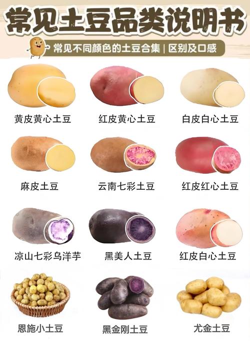怎麼看馬鈴薯有沒有壞