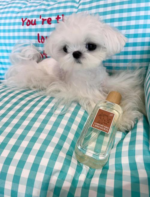 狗狗不可以聞什麼精油