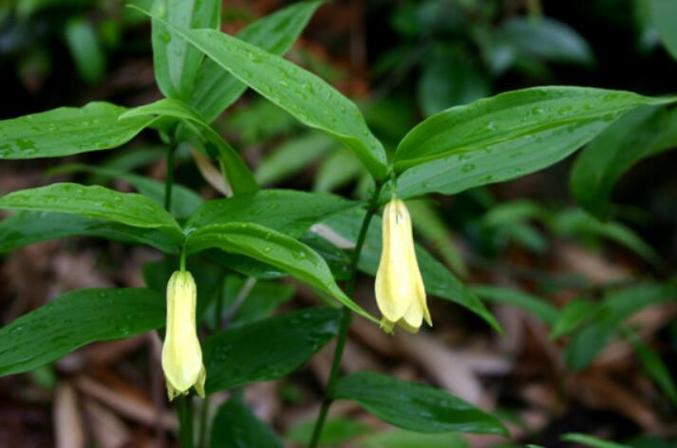 黃精一兩多少錢