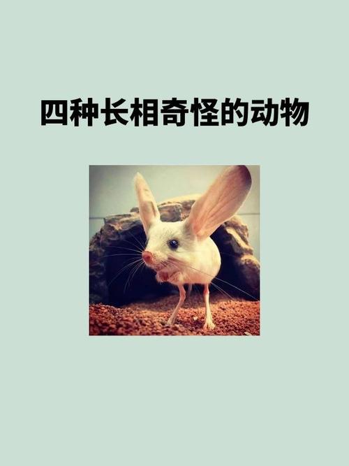 什麼動物不會眨眼